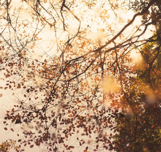 Ehud Neuhaus Amsterdamse Bos, Amstelveen, Netherlands - Unsplash.com